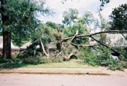 Strong,Louise-WindStorm-Jul2003-R1-046-21A.jpg